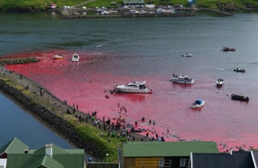 As águas ficam manchadas do sangue dos golfinhos - Foto: Sea Shepherd UK