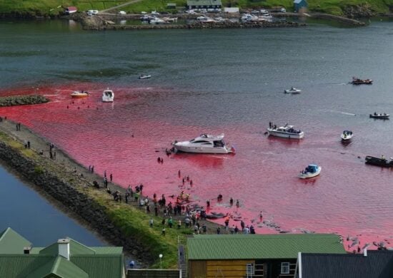 As águas ficam manchadas do sangue dos golfinhos - Foto: Sea Shepherd UK