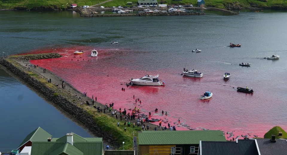 As águas ficam manchadas do sangue dos golfinhos - Foto: Sea Shepherd UK