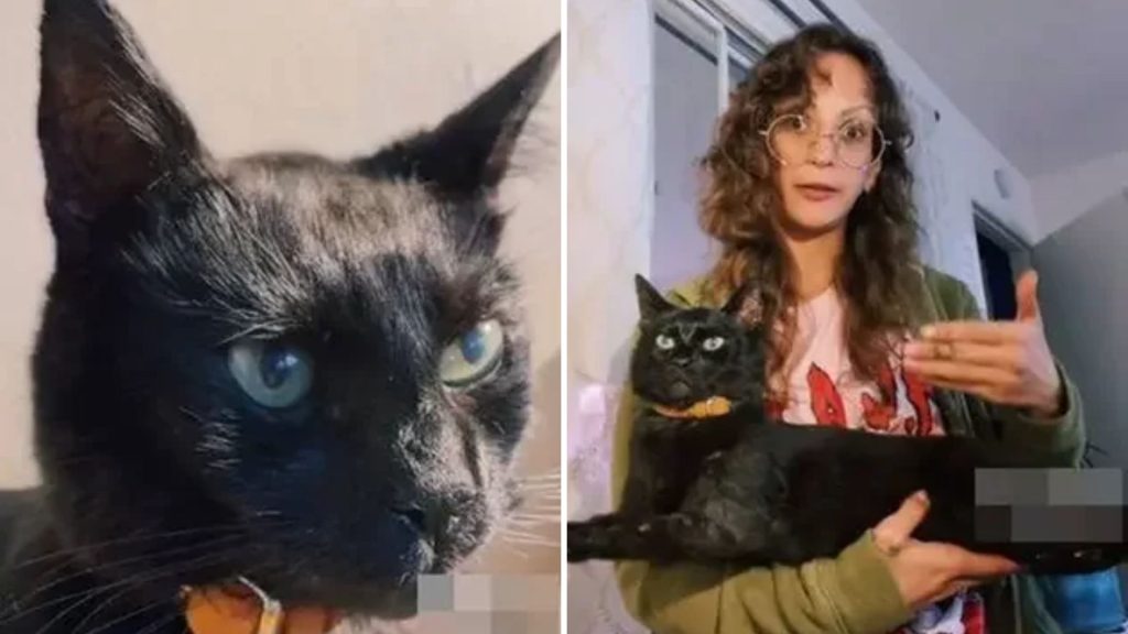 O gato chamado Loki viveu por 16 anos - Foto: Reprodução/TikTok @teapourn