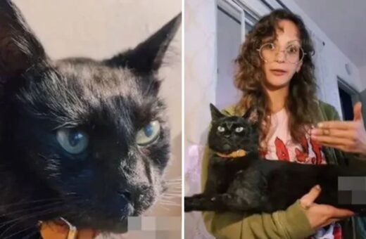 O gato chamado Loki viveu por 16 anos - Foto: Reprodução/TikTok @teapourn