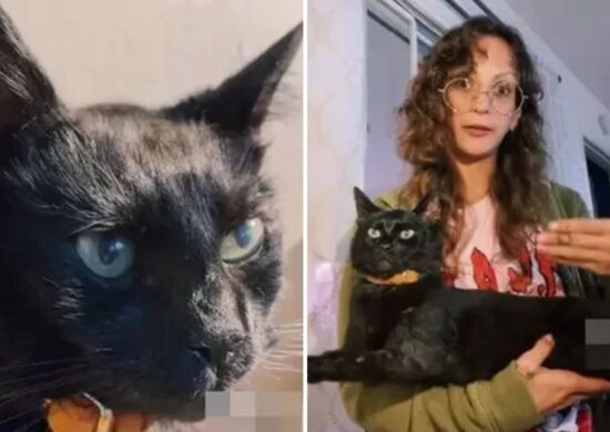 O gato chamado Loki viveu por 16 anos - Foto: Reprodução/TikTok @teapourn