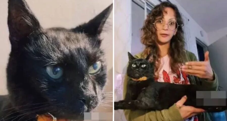 O gato chamado Loki viveu por 16 anos - Foto: Reprodução/TikTok @teapourn