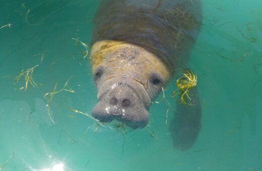 Peixe-boi-marinho (Trichechus manatus) no litoral do Rio Grande do Norte- Foto: PCCB/UERN e CGMAC/DILIC/IBAMA