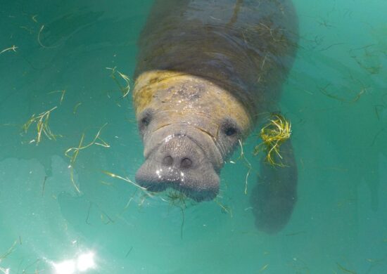 Peixe-boi-marinho (Trichechus manatus) no litoral do Rio Grande do Norte- Foto: PCCB/UERN e CGMAC/DILIC/IBAMA