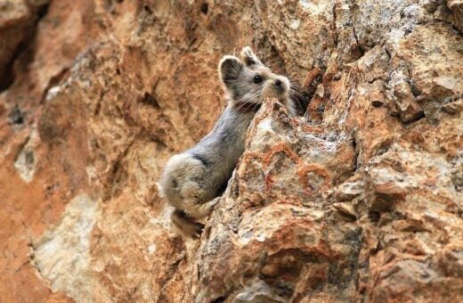 O mamífero se encontra da lista de animais ameaçados de extinção divulgada pelo Governo da China. - Foto: Li Weidong