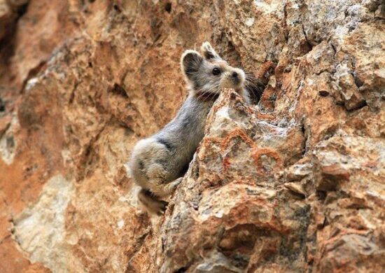 O mamífero se encontra da lista de animais ameaçados de extinção divulgada pelo Governo da China. - Foto: Li Weidong