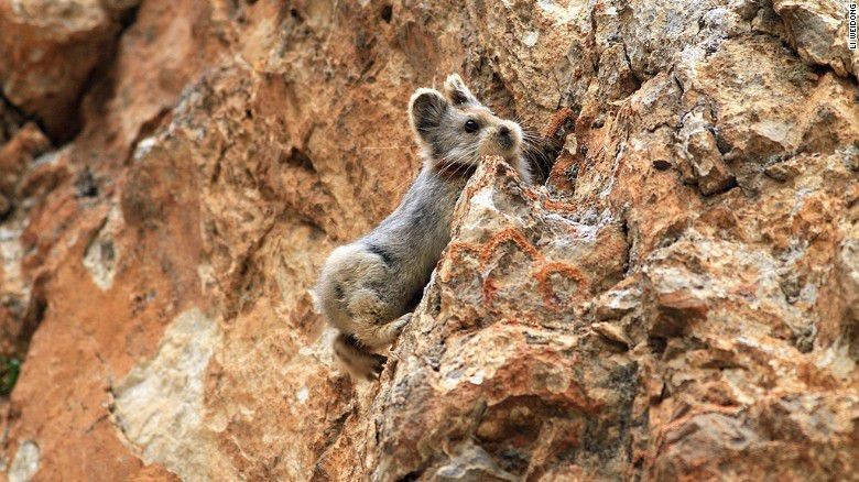 O mamífero se encontra da lista de animais ameaçados de extinção divulgada pelo Governo da China. - Foto: Li Weidong