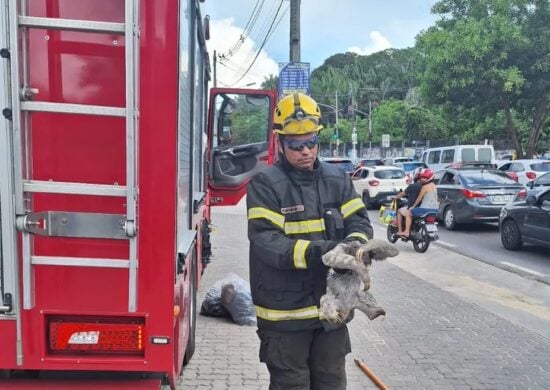 Preguiça foi avistada por moradores da área que acionaram os bombeiros - Foto: Divulgação/CBMAM