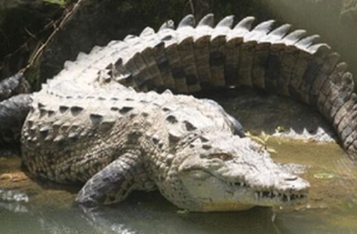 Foto do crocodilo-americano, que pode ser encontrado no sul do México, América Central e norte da América do Sul (Peru e Venezuela) - Foto: Reprodução/The Royal Society