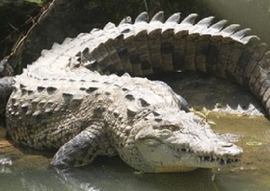 Foto do crocodilo-americano, que pode ser encontrado no sul do México, América Central e norte da América do Sul (Peru e Venezuela) - Foto: Reprodução/The Royal Society