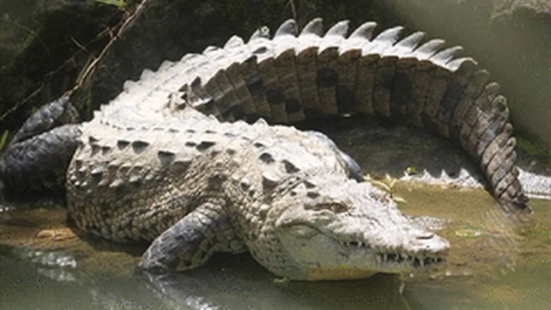 Foto do crocodilo-americano, que pode ser encontrado no sul do México, América Central e norte da América do Sul (Peru e Venezuela) - Foto: Reprodução/The Royal Society