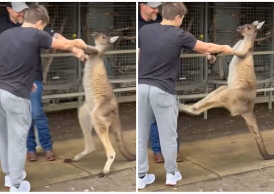 O canguru está em um zoológico da Austrália - Foto: Reprodução/Tiktok/@user6153878435319