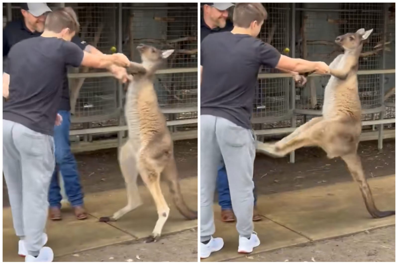 O canguru está em um zoológico da Austrália - Foto: Reprodução/Tiktok/@user6153878435319