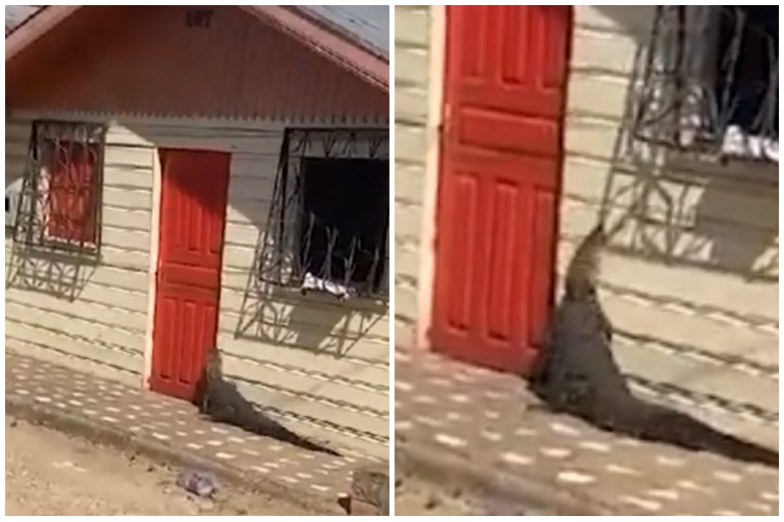 O animal aparece tentando escalar as paredes da residência - Foto: Reprodução/Youtube