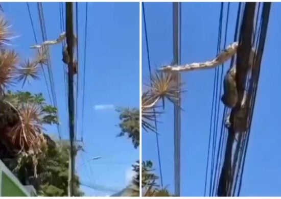 Jiboia foi resgatada pelo Corpo de Bombeiros - Foto: Reprodução/Twitter/@norteemfoco