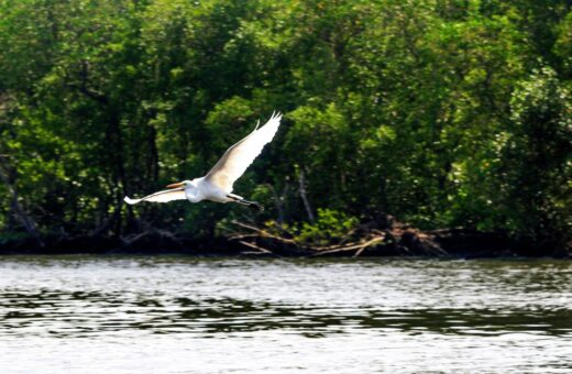 Agricultura confirma mais três casos de gripe aviária em aves silvestres