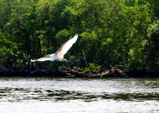 Agricultura confirma mais três casos de gripe aviária em aves silvestres