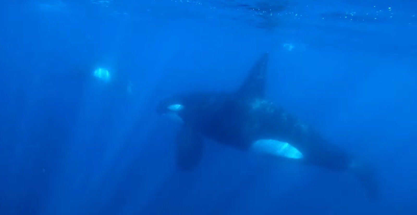 Ataque raro de baleia orca contra tubarão-baleia é registrado nos EUA