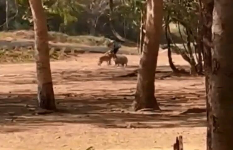 Momento que cão ataca capivara e tutora separa