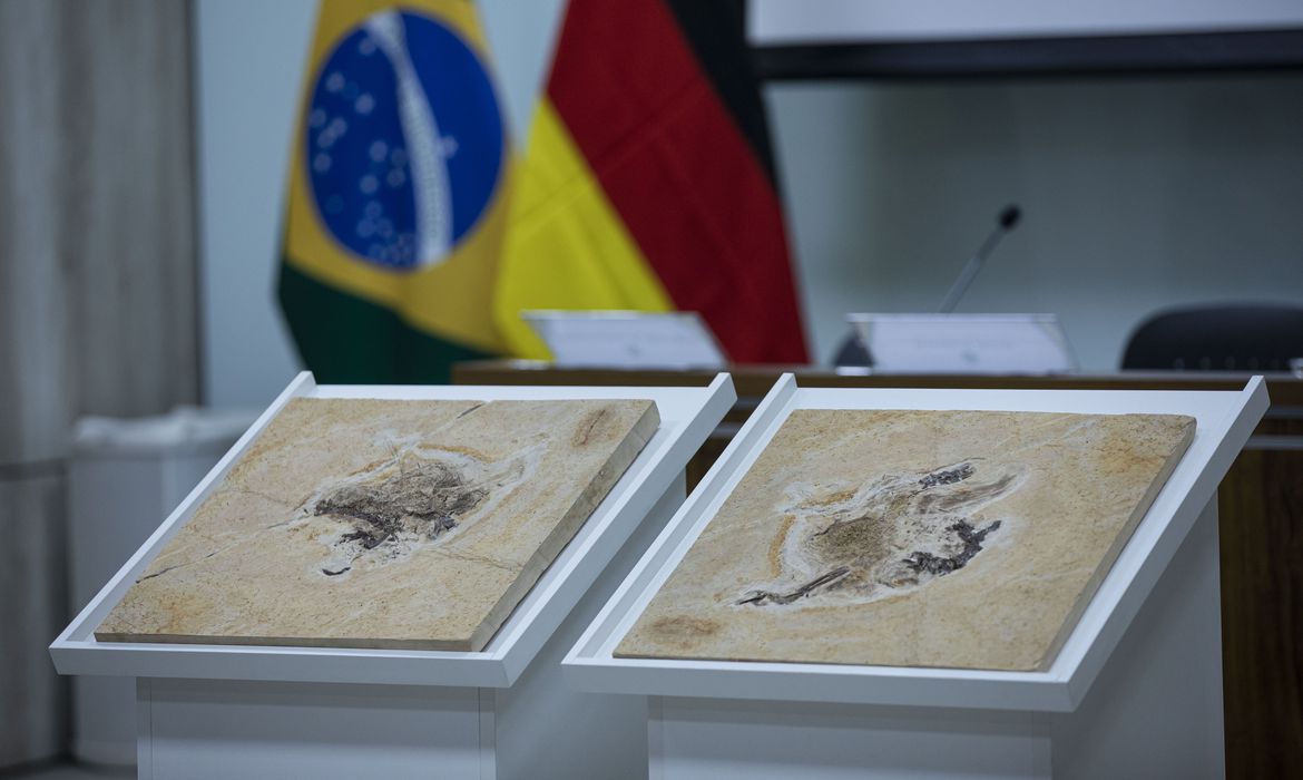 Cientistas brasileiros pedem volta de fóssil de dinossauro contrabandeado