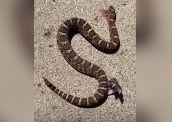 O vídeo não diz em que país a cena da cobra foi registrada. - Foto: Reprodução/TwitterOTerrifying