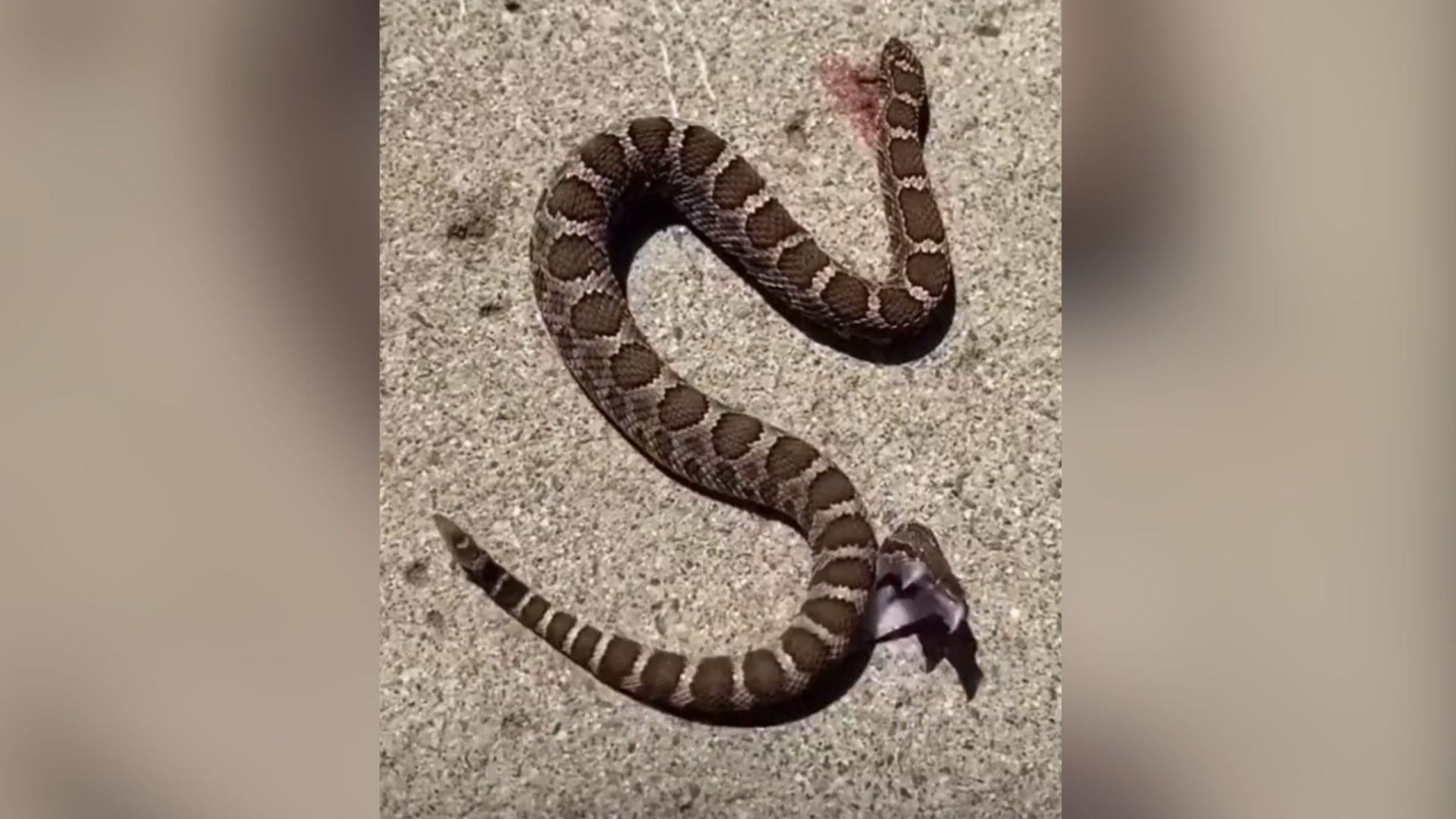 O vídeo não diz em que país a cena da cobra foi registrada. - Foto: Reprodução/TwitterOTerrifying