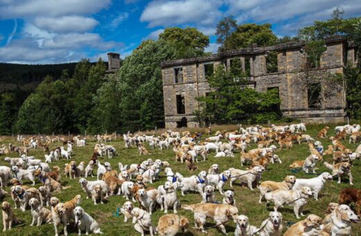 A raça Golden Retriever é uma das mais amadas no mundo - Foto: Reprodução/Twitter@MApodogan