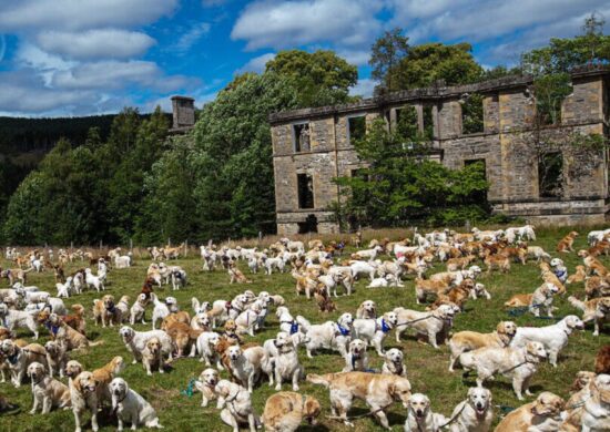 A raça Golden Retriever é uma das mais amadas no mundo - Foto: Reprodução/Twitter@MApodogan