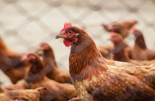 A gripe aviária é uma doença viral altamente contagiosa que afeta várias espécies de aves domésticas e silvestres e, ocasionalmente, mamíferos como ratos, gatos, cães, cavalos, suínos, bem como o homem - Foto: Reprodução/ Canva