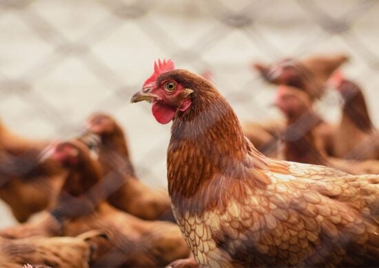 A gripe aviária é uma doença viral altamente contagiosa que afeta várias espécies de aves domésticas e silvestres e, ocasionalmente, mamíferos como ratos, gatos, cães, cavalos, suínos, bem como o homem - Foto: Reprodução/ Canva