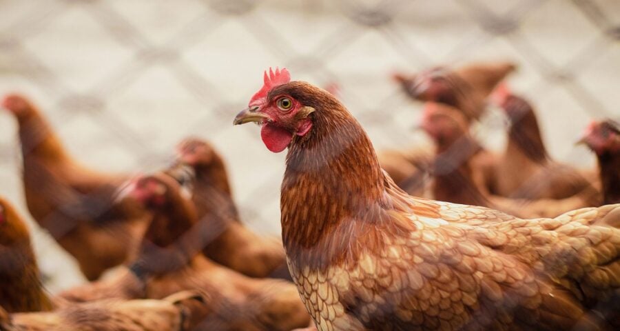 A gripe aviária é uma doença viral altamente contagiosa que afeta várias espécies de aves domésticas e silvestres e, ocasionalmente, mamíferos como ratos, gatos, cães, cavalos, suínos, bem como o homem - Foto: Reprodução/ Canva