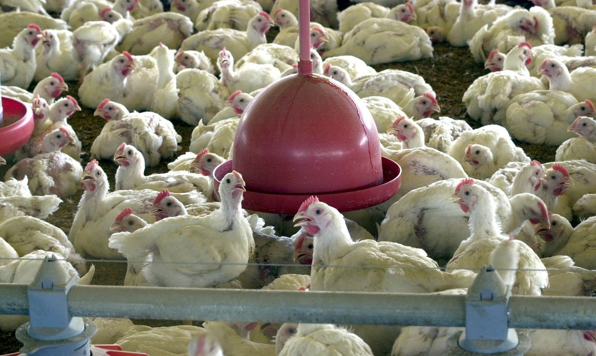Japão suspende importação de frango de Santa Catarina por gripe aviária