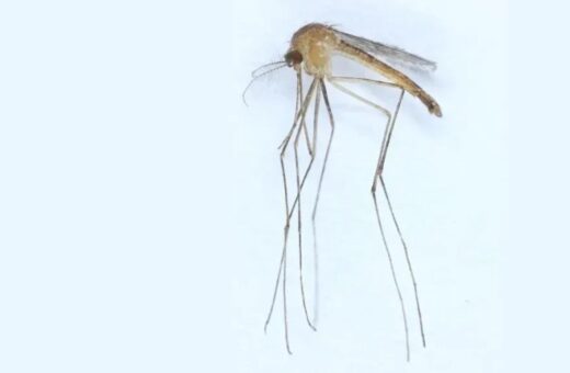 Nova espécie de mosquito é descoberta na Finlândia