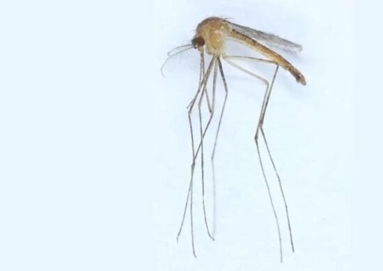 Nova espécie de mosquito é descoberta na Finlândia