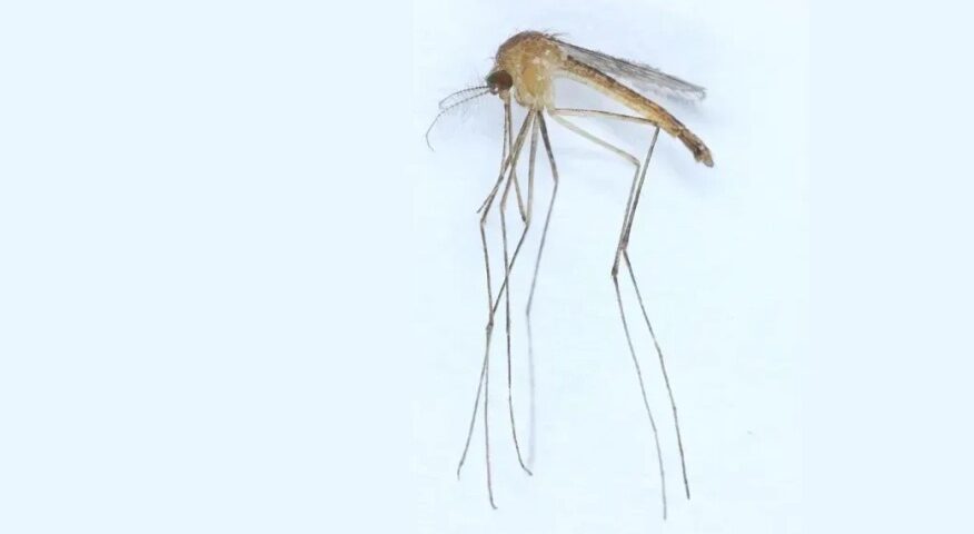 Nova espécie de mosquito é descoberta na Finlândia