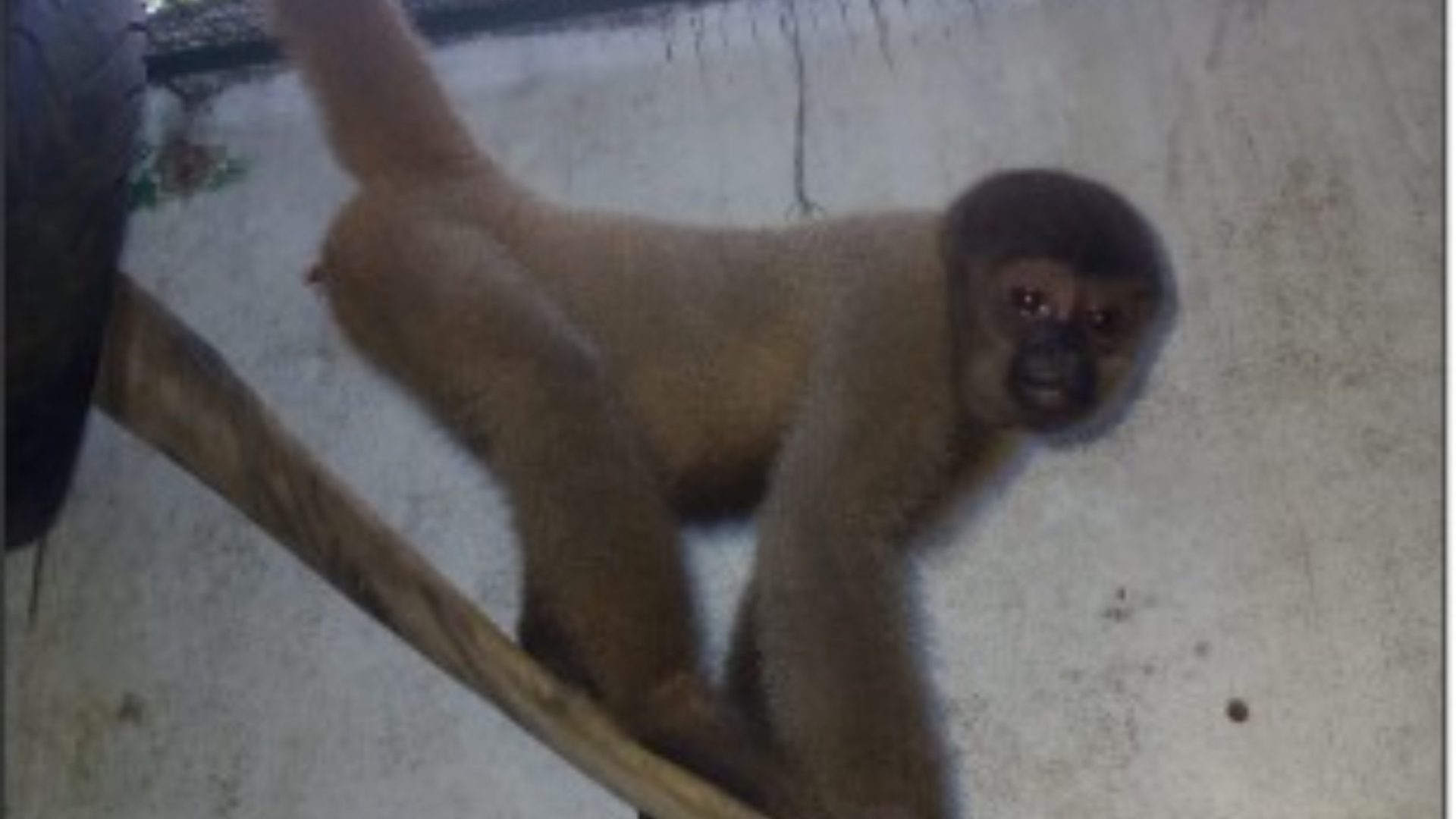 Primatas eram domesticados ilegalmente receberam cuidados e passaram por exames veterinários no CETAS/IBAMA de Manaus antes de serem encaminhados ao seu novo lar, o Parque Ecológico Municipal de São Carlos (SP) - Foto: Divulgação