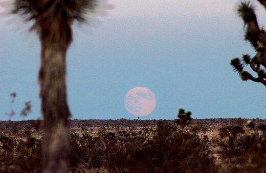 Agosto terá duas superluas - Foto: Reprodução/Wikimedia/Joshua Tree National Park