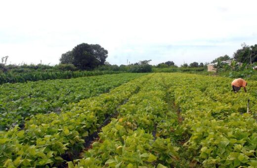 Novas tecnologias devem fomentar desenvolvimento do setor agrícola - Foto: Elza Fiúza/Agência Brasil