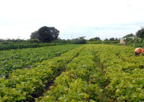 Novas tecnologias devem fomentar desenvolvimento do setor agrícola - Foto: Elza Fiúza/Agência Brasil