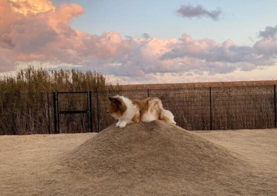 Homem comprou fantasia realista de cachorro da raça collie - Foto: Reprodução/Instagram @toco.ev