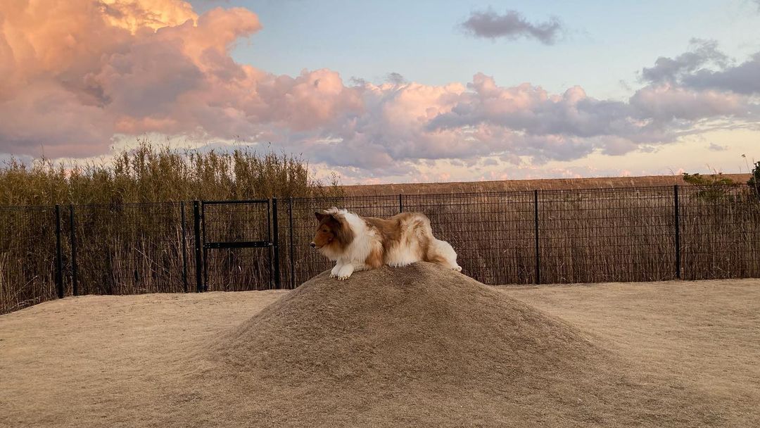 Homem comprou fantasia realista de cachorro da raça collie - Foto: Reprodução/Instagram @toco.ev