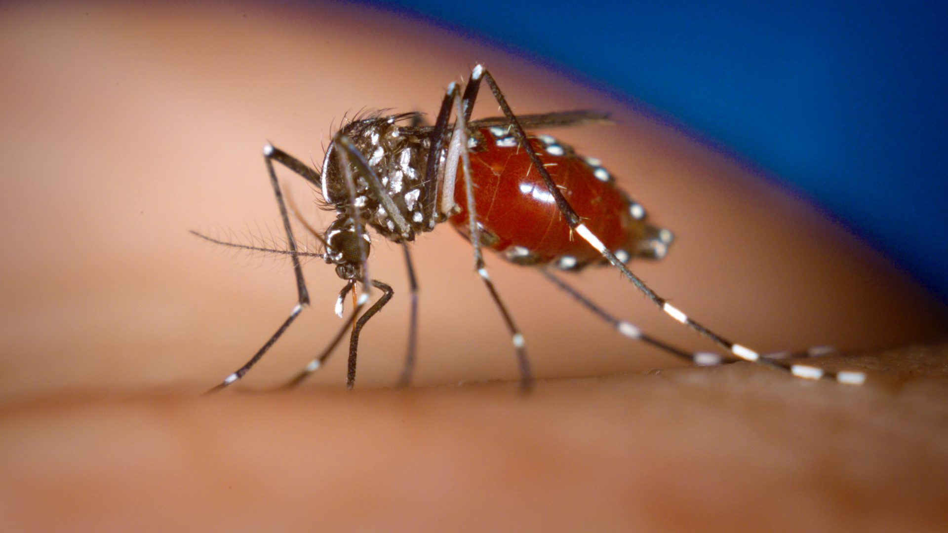 Mosquito Aedes é menor do que os mosquitos comuns - Foto: Reprodução/ Canva