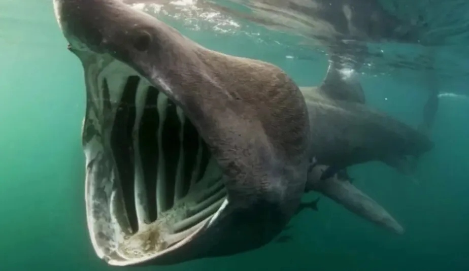 Tubarão chama a atenção por conta da sua boca - Foto: Reprodução/DGRM