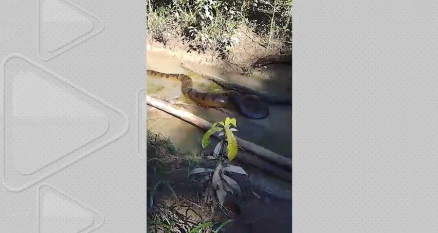 Registro de sucuri ocorreu no igarapé do Macapá - Foto: Reprodução/TV Norte Acre