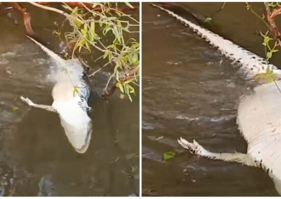 Jacaré foi encontrado morto pelo pescador - Foto: Reprodução/Instagram/@kadsonluz