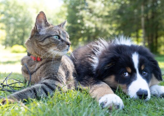 Venda de animais em sites e pet shops será proibida em SP - Foto: Unsplash/Andrew S