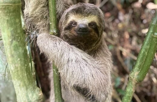 PL que proíbe venda de animais silvestres é aprovado por Comissão