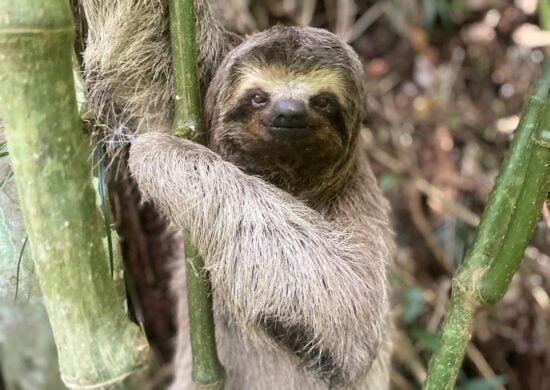 PL que proíbe venda de animais silvestres é aprovado por Comissão