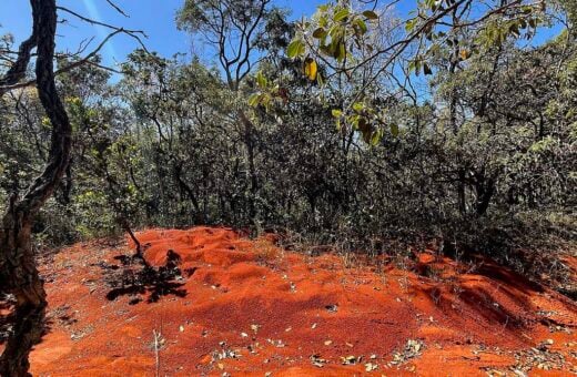 A grandiosidade do Cerrado com suas cores, formas e diversidade